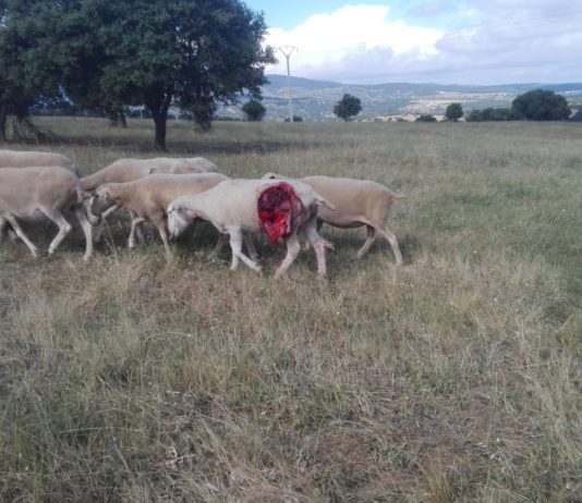 ASAJA Salamanca alerta de los incesantes ataques de lobo