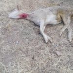 ataque 1 de julio.. lobo (3)