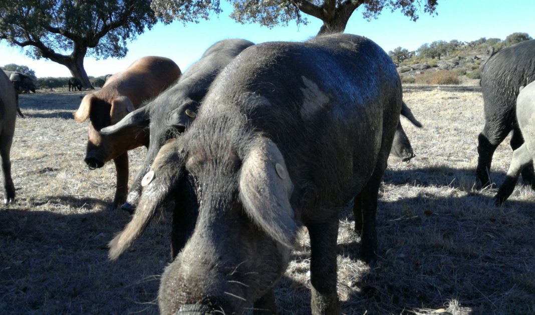 Ejemplares de porcino ibérico. Foto: ASAJA Salamanca. Ejemplares de porcino ibérico. Foto: ASAJA Salamanca.