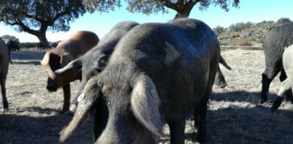 Ejemplares de porcino ibérico. Foto: ASAJA Salamanca.