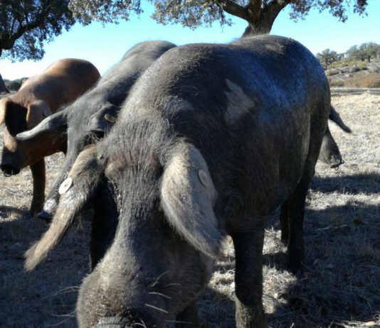 ASAJA Castilla y León apoya los cambios en el porcino ibérico aprobados por la interprofesional del sector Ejemplares de porcino ibérico. Foto: ASAJA Salamanca.
