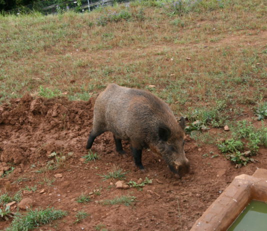 ASAJA Castilla y León valora la voluntad política de actuar sobre las enfermedades de las especies cinegéticas