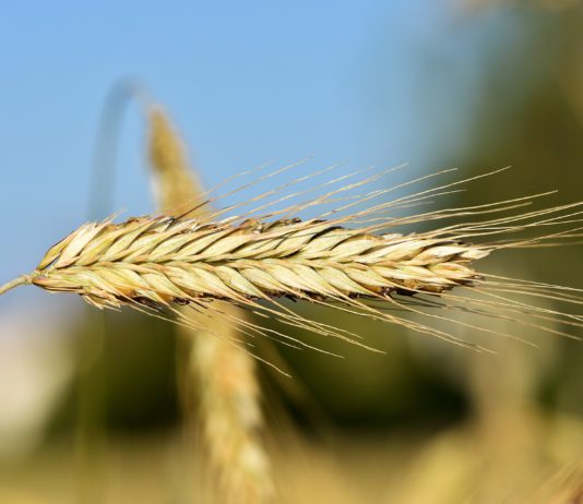 Lonja Agropecuaria de Salamanca del 9 de julio de 2018