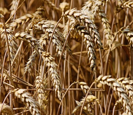 Lonja Agropecuaria de Salamanca del 17 de septiembre de 2018