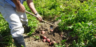 Un agricultor, sacando patatas en la provincia de Salamanca. FOTO: ASAJA Salamanca.