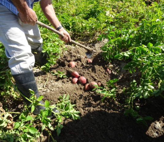 ASAJA Salamanca solicita a la Diputación que informe sobre precios de patata Un agricultor, sacando patatas en la provincia de Salamanca. FOTO: ASAJA Salamanca.