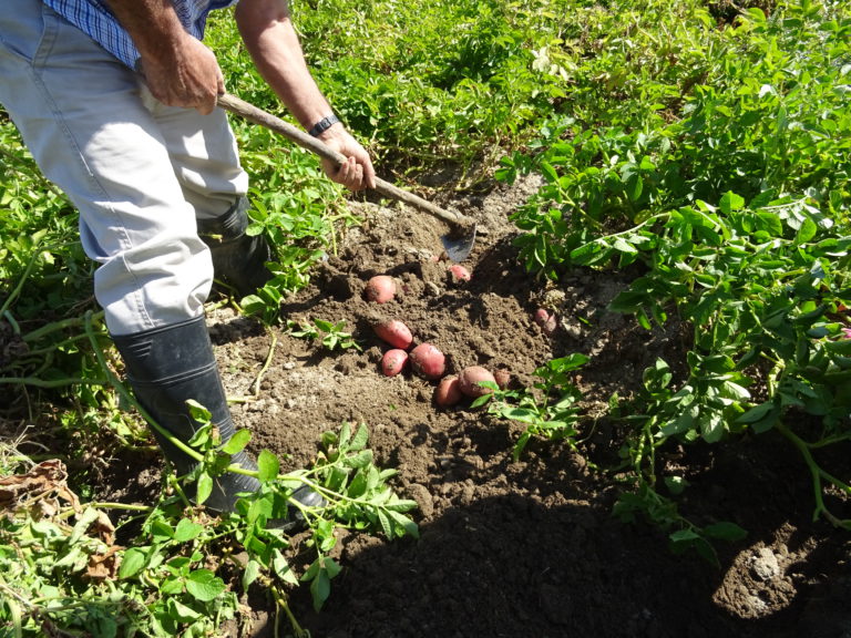 Un agricultor, sacando patatas en la provincia de Salamanca. FOTO: ASAJA Salamanca. Un agricultor, sacando patatas en la provincia de Salamanca. FOTO: ASAJA Salamanca.