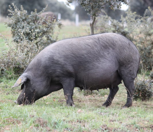 ASAJA Salamanca moviliza a la sectorial del ibérico