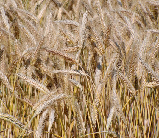 Lonja Agropecuaria de Salamanca del 6 de agosto de 2018