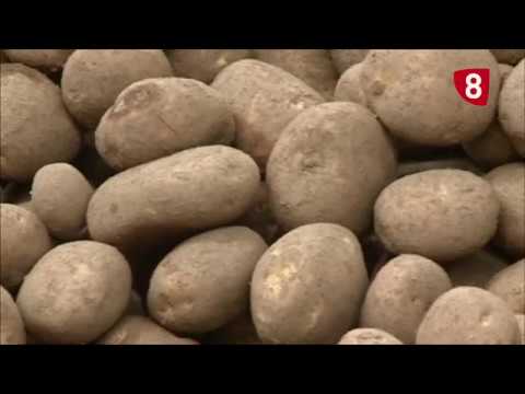 Campo Salmantino 216