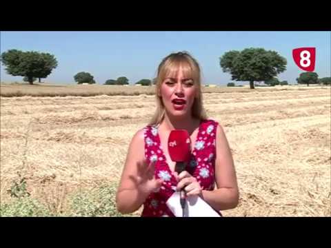 Campo Salmantino 214