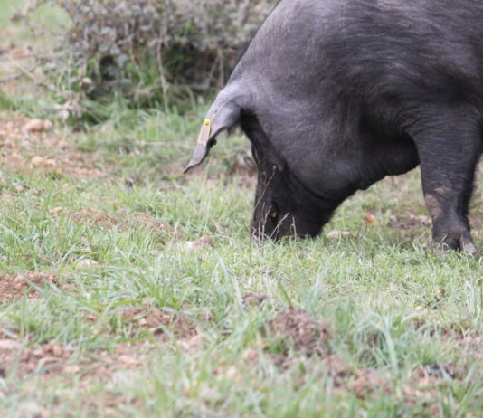 Lonja Agropecuaria de Salamanca del 24 de septiembre de 2018