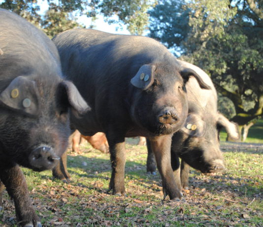 Lonja Agropecuaria de Salamanca del 11 de septiembre de 2018