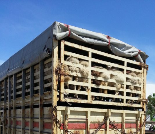 El 8 de octubre arranca el curso de bienestar animal para el transporte de ganado