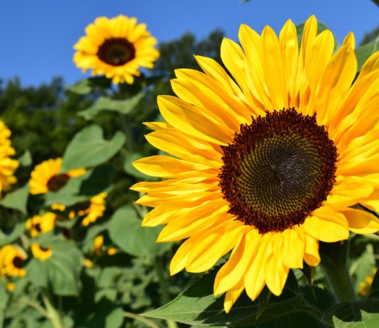 La importación hunde los precios e impide remontar al girasol Girasoles.