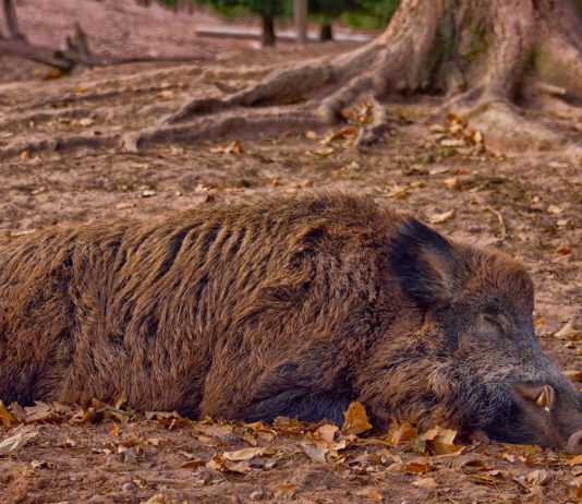 ASAJA Castilla y León pide medidas para evitar que regrese la peste porcina africana