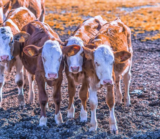 Lonja Agropecuaria de Salamanca del 29 de octubre de 2018