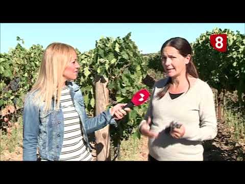 Campo Salmantino 224