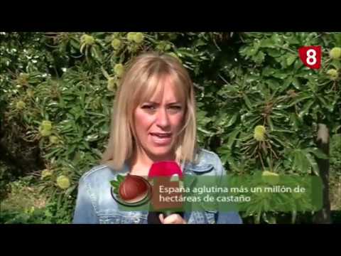 Campo Salmantino 223