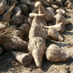 Compromisos para la ayuda agroambiental de la remolacha