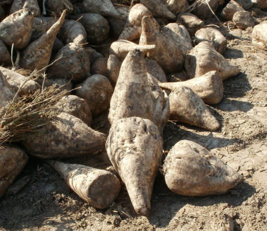 Compromisos para la ayuda agroambiental de la remolacha