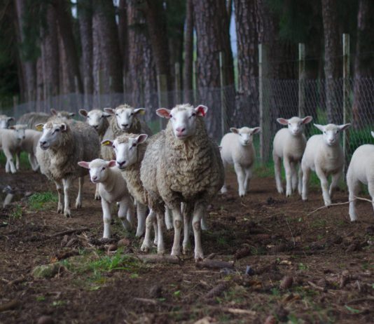 Los ganaderos de ovino, de nuevo, en la calle el martes 30 de octubre El ovino registra bajadas continuas en la leche.