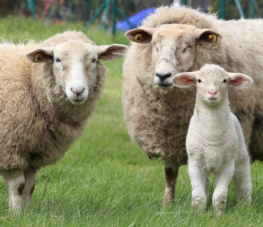Lonja Agropecuaria de Salamanca del 15 de octubre de 2018