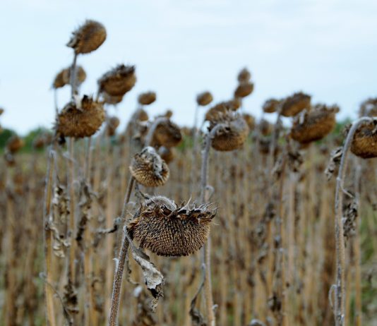 Lonja Agropecuaria de Salamanca del 1 de octubre de 2018