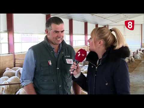 Campo Salmantino 229