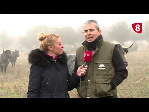 Campo Salmantino 230