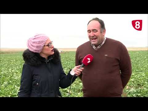 Campo Salmantino 228