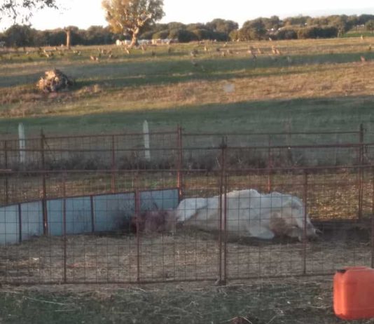 Los buitres matan a una vaca en El Cubo de Don Sancho