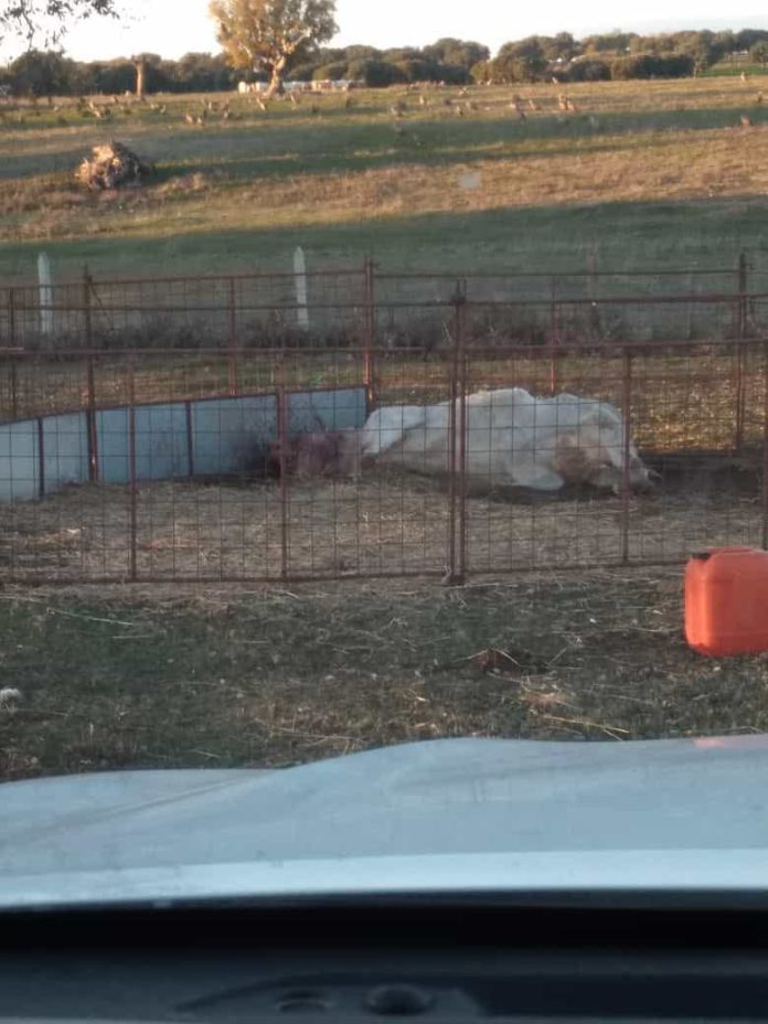 Ataque buitre El Cubo de don Sancho