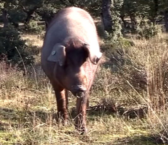 Lonja Agropecuaria de Salamanca del 03 de diciembre de 2018