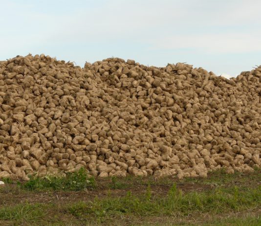 ASAJA Salamanca denuncia la situación de extrema preocupación por la que atraviesa el sector remolachero