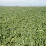 ¿Qué pasos hay que seguir para la tramitación de seguros y de la PAC durante el estado de alarma? Campo de remolacha