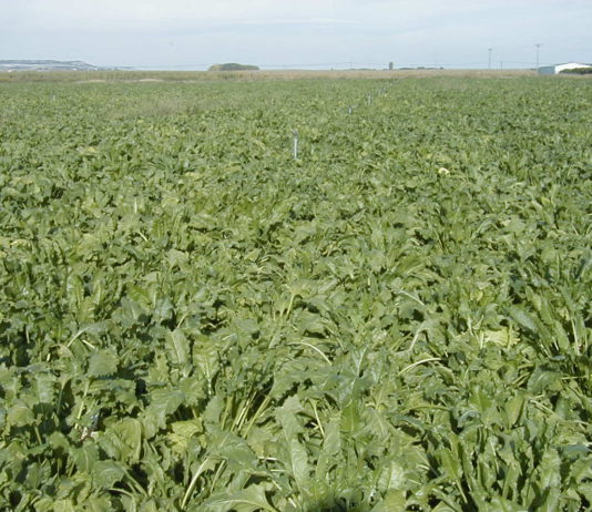 Las organizaciones agrarias solicitan la convocatoria urgente de la mesa nacional del AMI Campo de remolacha