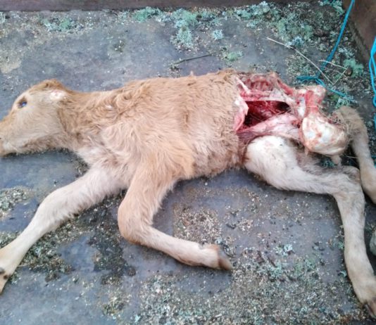 Los buitres matan a dos becerros en San Felices de los Gallegos