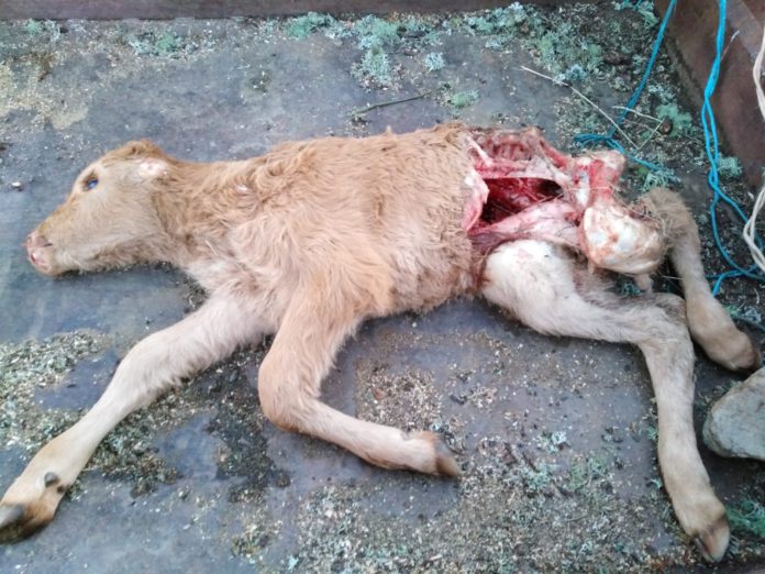 WhatsApp Image 2019-01-03 at 18.30.11