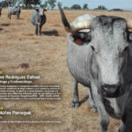 Conferencia sobre los efectos de la minería en la ganadería