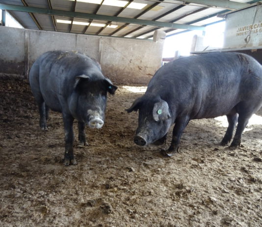 Lonja Agropecuaria de Salamanca del 18 de febrero de 2019