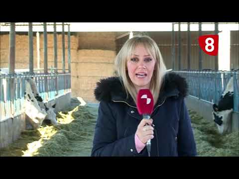 Campo Salmantino 239