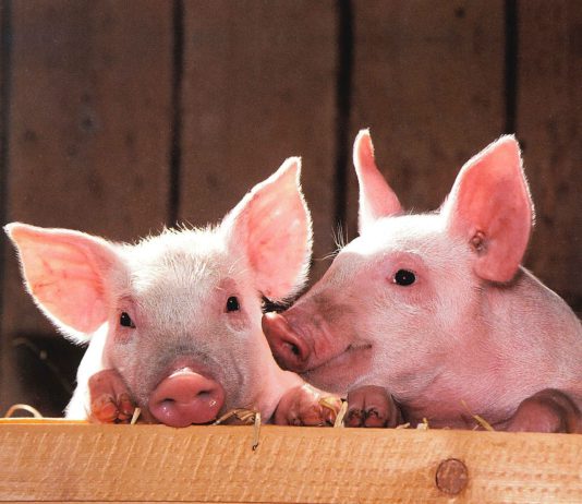 Lonja Agropecuaria de Salamanca del 4 de febrero de 2019