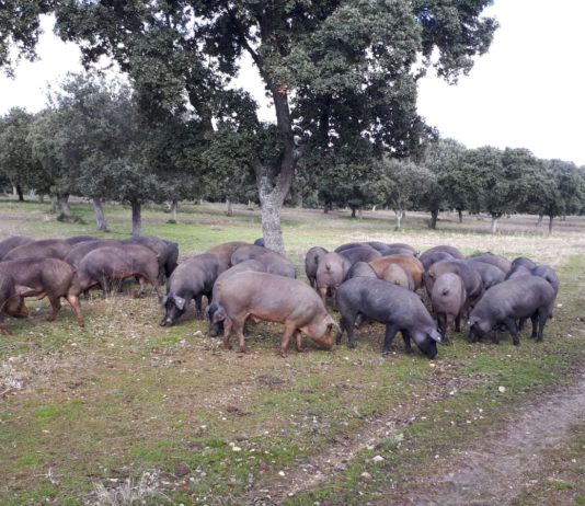 Lonja Agropecuaria de Salamanca del 18 de marzo de 2019