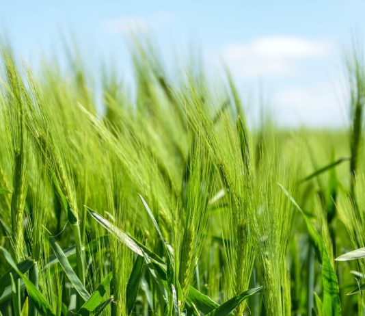 Lonja Agropecuaria de Salamanca del 11 de marzo de 2019