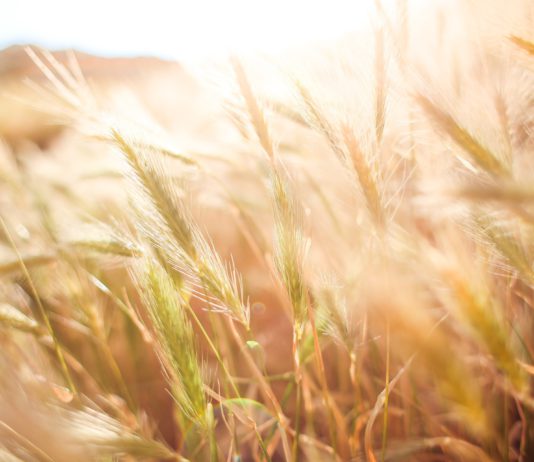 Lonja Agropecuaria de Salamanca del 28 de octubre de 2019