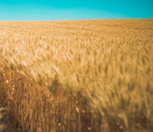 ASAJA vaticina una campaña de cereales inferior a la de los últimos años