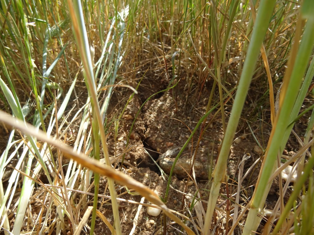 Cereal (trigo), en la provincia de Salamanca. FOTO: Verónica G. Arroyo