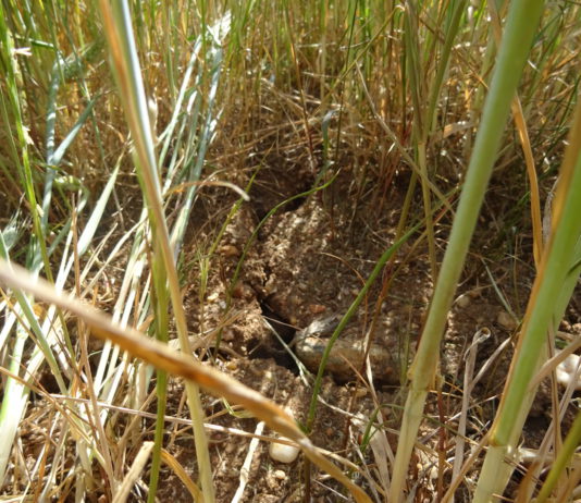 El tiempo sentencia la cosecha de cereal en las próximas semanas Cereal (trigo), en la provincia de Salamanca. FOTO: Verónica G. Arroyo