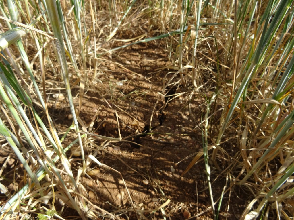 Estado del terreno en la provincia de Salamanca. FOTO: Verónica G. Arroyo.